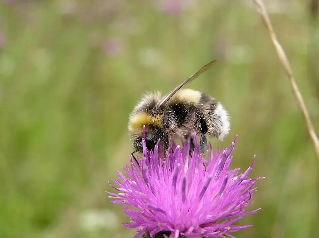 Introduction to Bumblebees