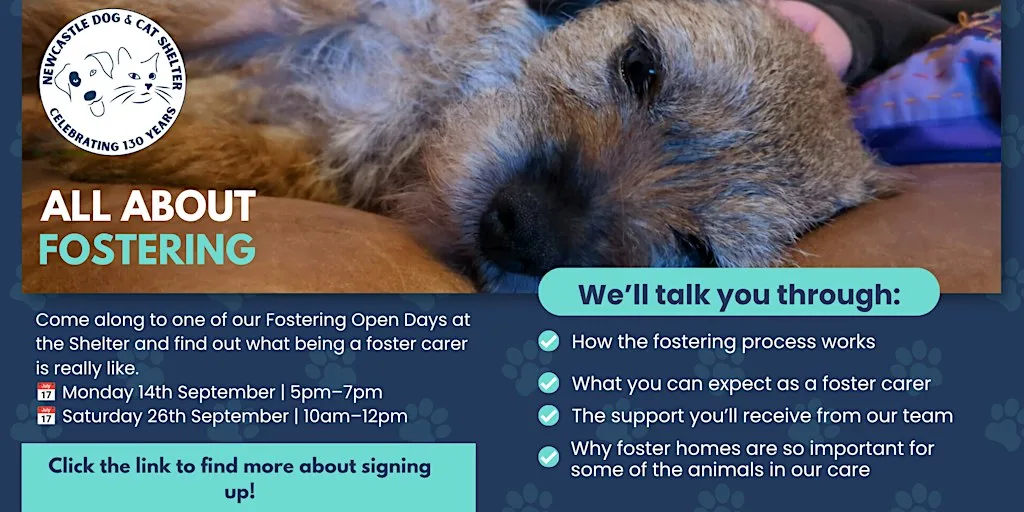 All About Fostering - Session 1 at Newcastle Dog & Cat Shelter - Rehoming Centre, Benton