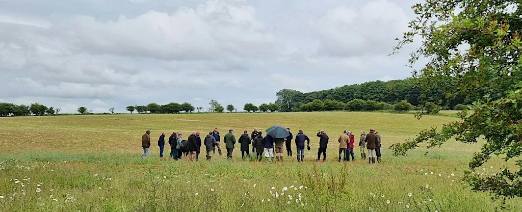 Can Companion Cropping Improve Oilseed Rape Resilience?