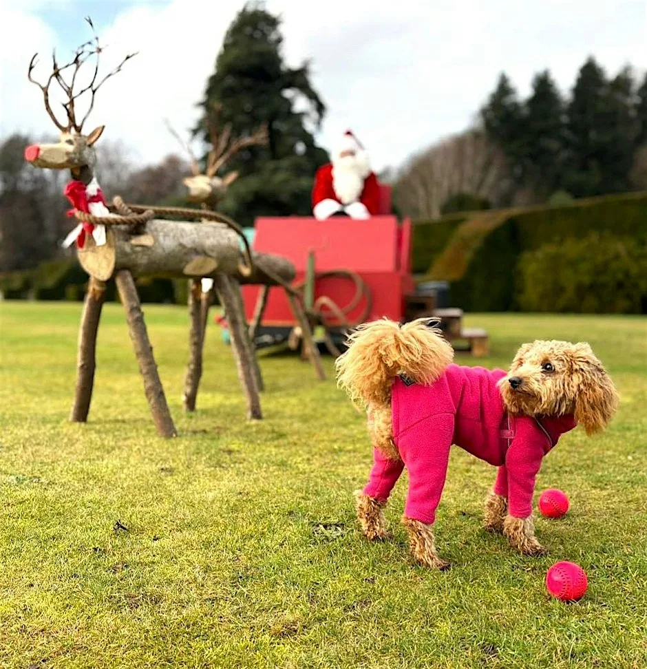 Paws & Presents with Santa at Tarvit at Hill of Tarvit Mansion & Garden (National Trust for Scotland)