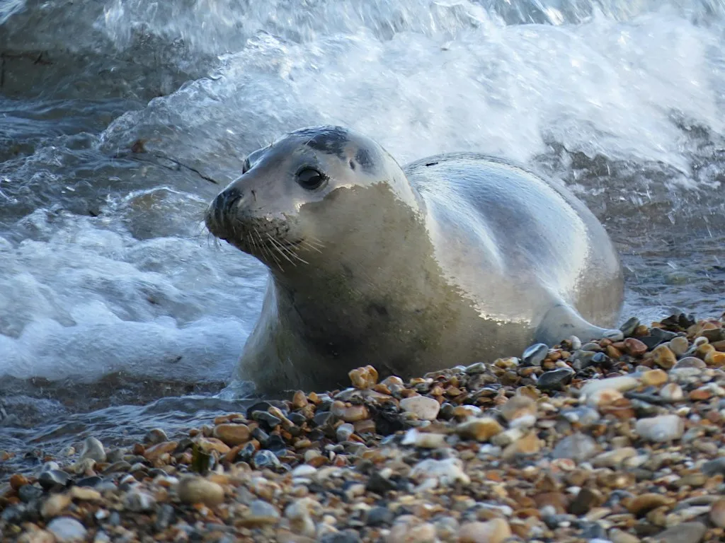 Seal storytime & family beach clean at Kimmeridge at Fine Foundation Wild Seas Centre