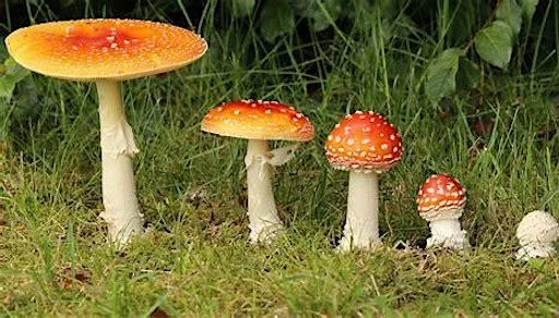 UK FUNGUS DAY with Flete Field Lab