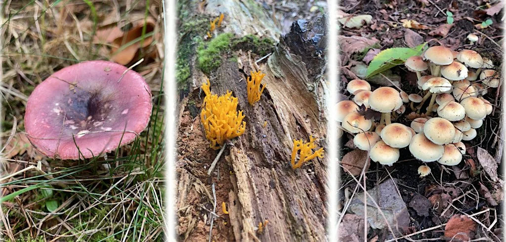 Fungus Foray on Hednesford Hills