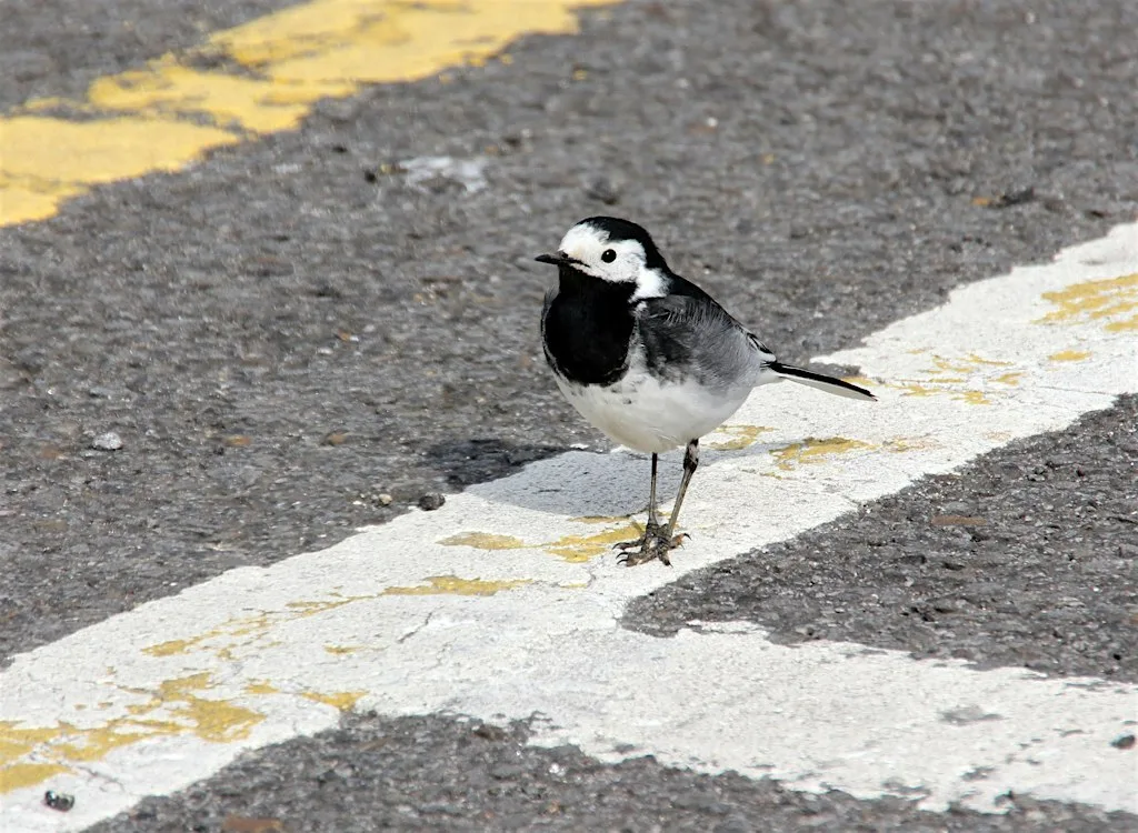 Nature in the city: a walk with Nick Acheson (10.30am) at St Andrew's Hall