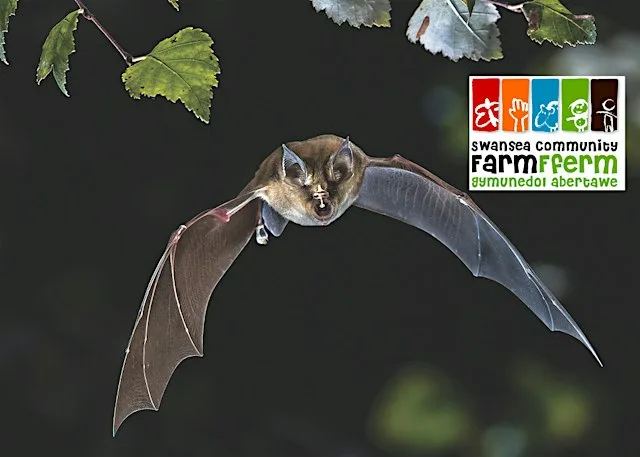 Guided Bat Walk at Swansea Community Farm