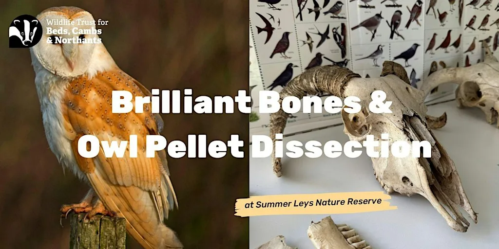 Brilliant Bones & Owl Pellet Dissection at Summer Leys