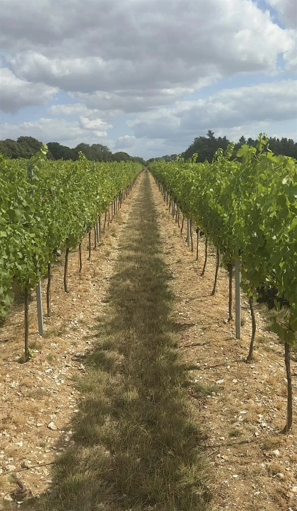 Paint at the Vineyard