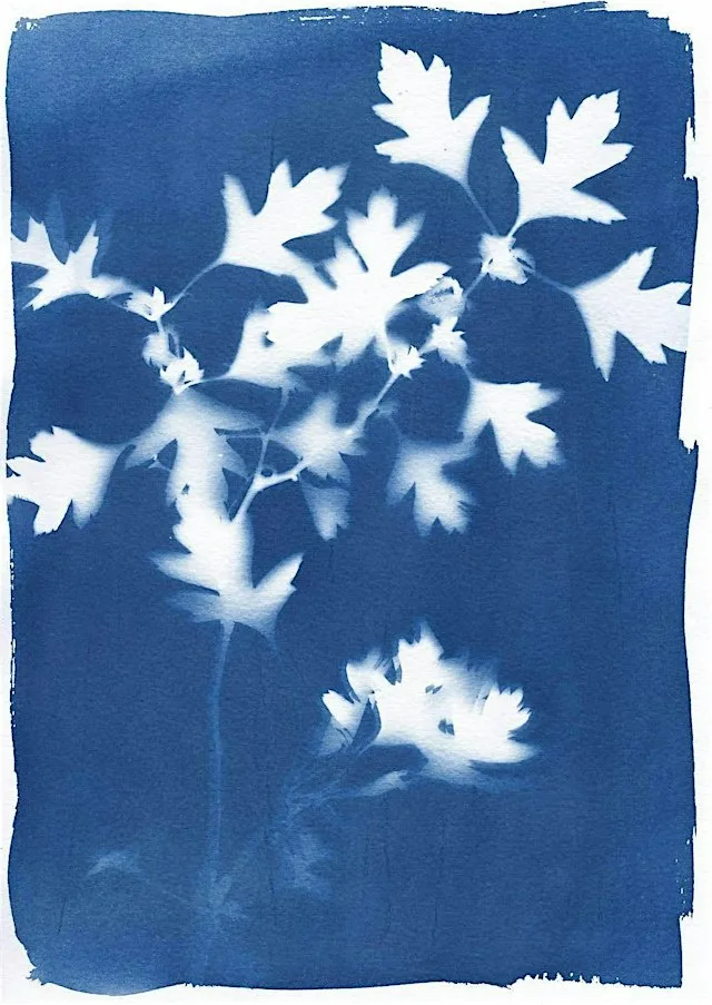 Cyanotype printing workshop