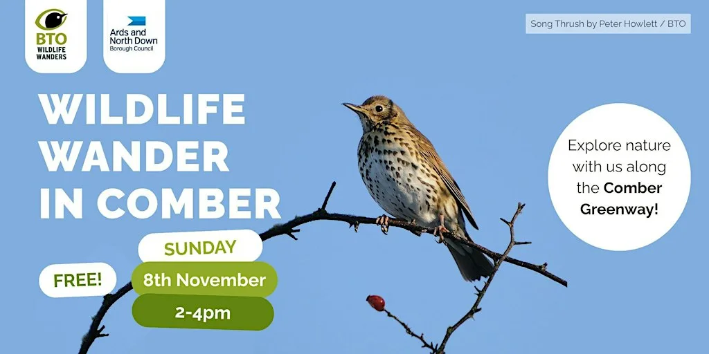 Wildlife Wander in Comber: Comber Greenway