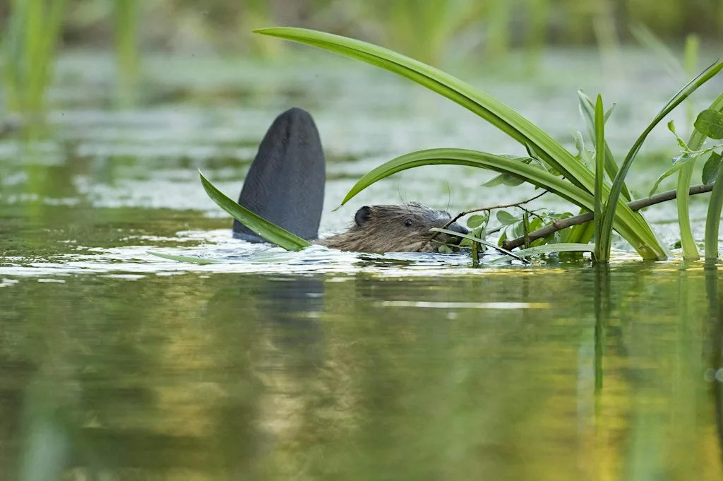 Beaver Experiences: A Morning at Ham Fen