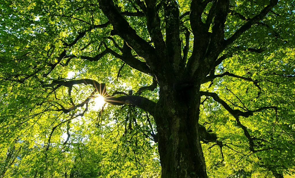 Rooted in the Future: Why Our Urban Forest Matters More Than Ever