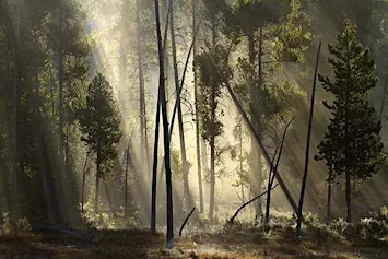 The Land - Roger Reynolds