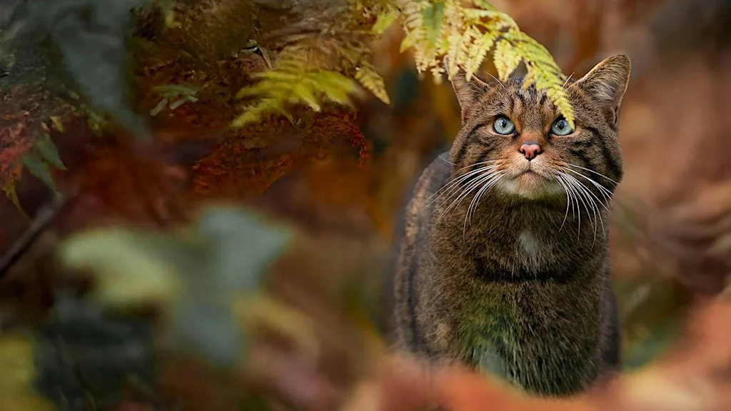 Free screening of "Clinging by a claw" the return of the Scottish Wildcat. at Cemetery Approach Community Centre