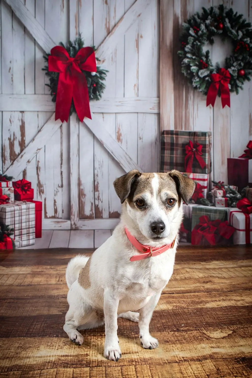 Festive Dogz at project eighty three