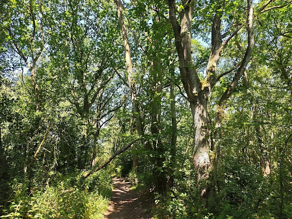 Forest Bathing 01/11/2026