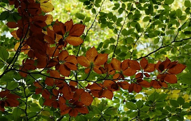 Autumnal Woodland Relaxation with Sharon Stiles (in Bristol and online)