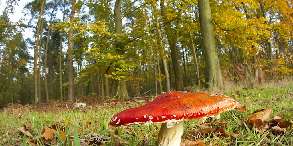 Championing Nature: Urban Nature Club at Walthamstow Wetlands - Fungi