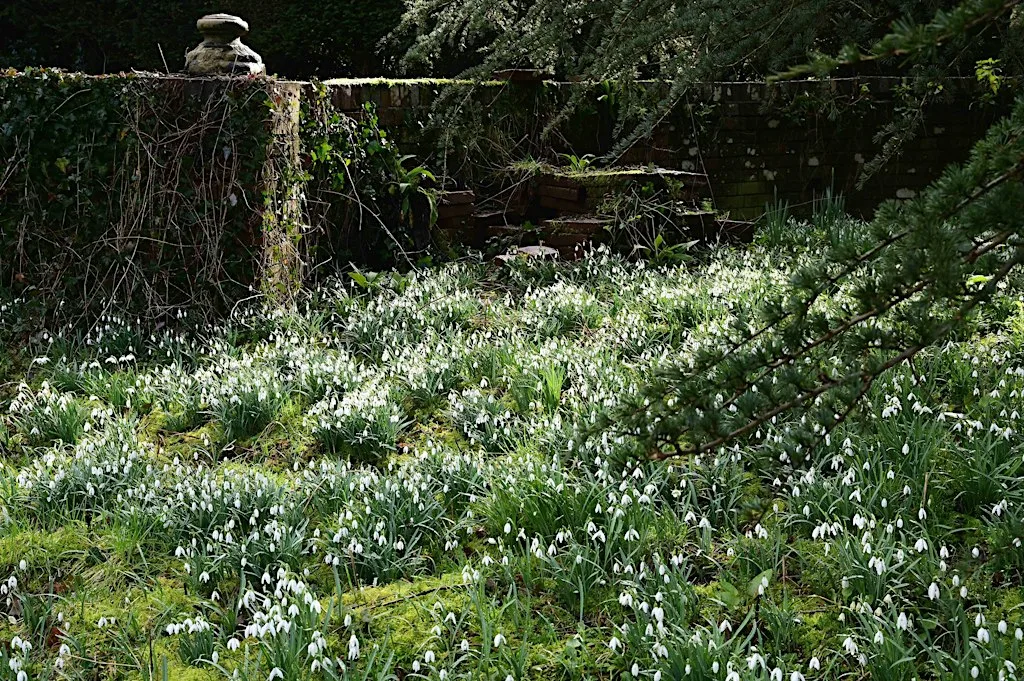 Snowdrops Open Days at Braziers Park