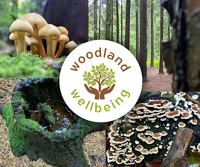 Forest Bathing + at Queen Elizabeth Country Park