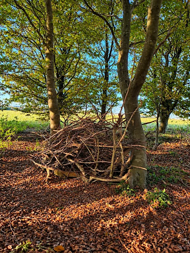 Come build a deadwood hedge with me - Dalby Forest