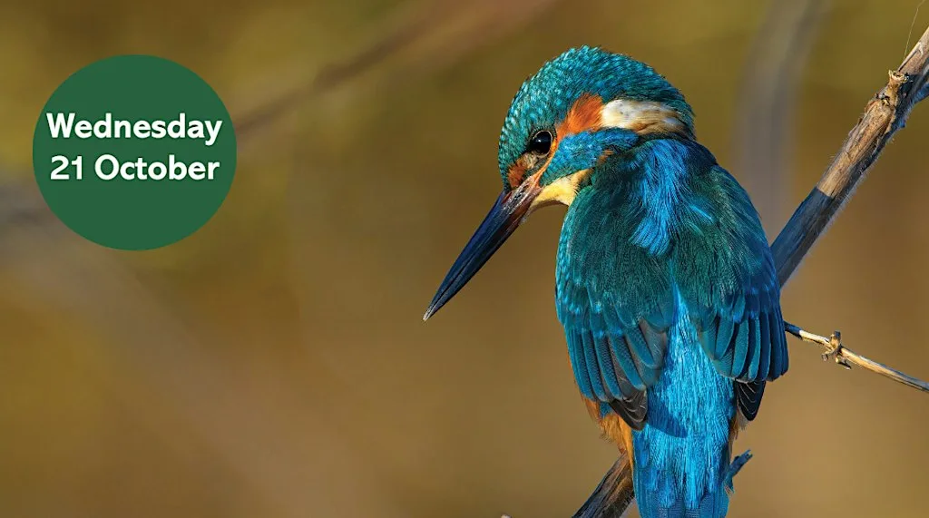 Search for the Kingfisher