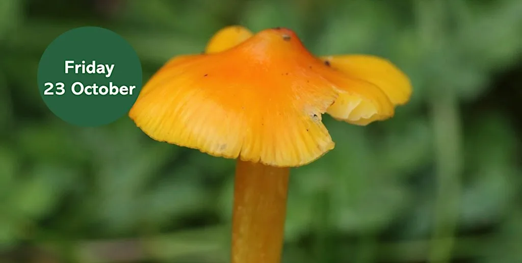 Grassland Fungi Foray at Saint Andrew's Cemetery