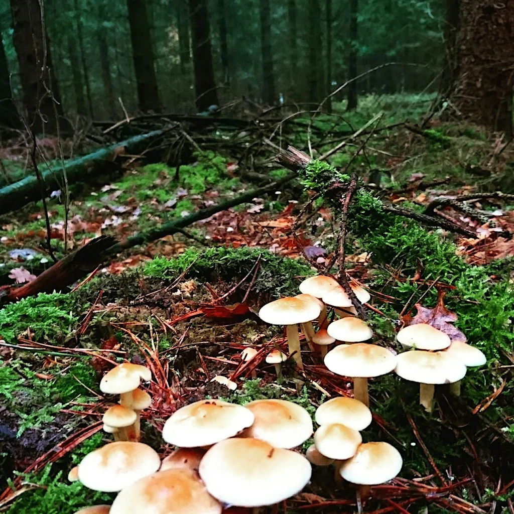 Free Fungi Foray at Blaen Bran Community Woodland