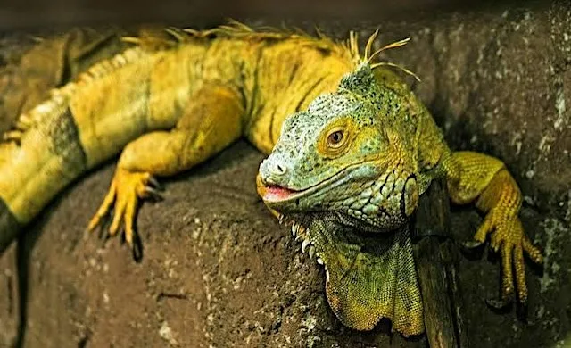 The Reptile Zoo at Killeigh Community Centre