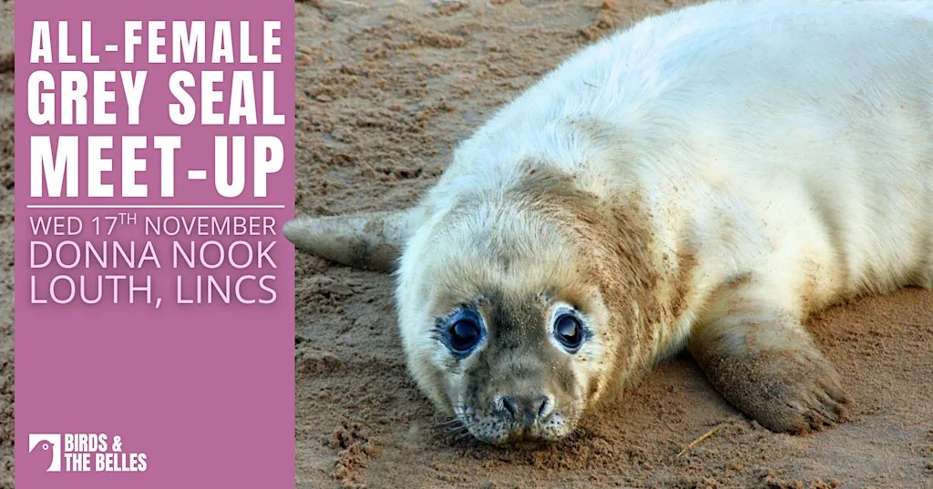 All-Female Grey Seal Meet-Up