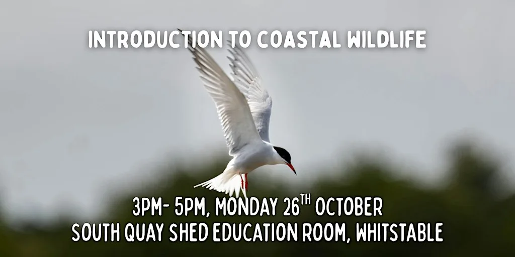 Free introduction to coastal wildlife talk