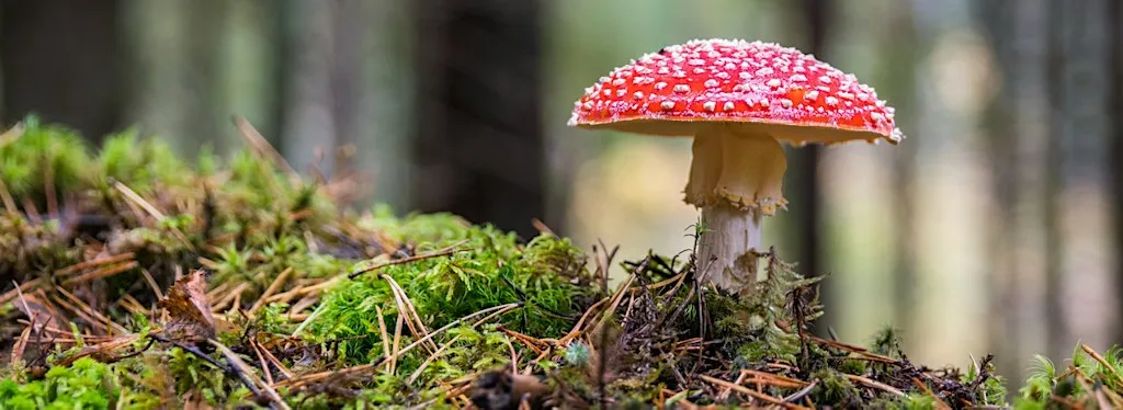 Fungi Walk at Seller's Wood at Sellers Wood, Opposite