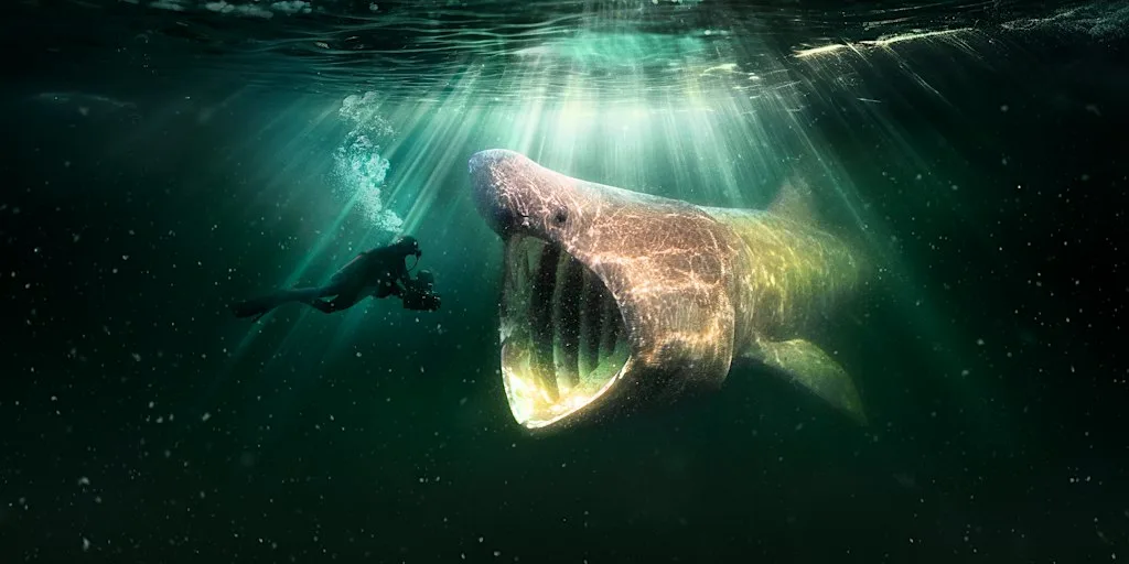 North Sea, Nature Untamed Q&A Screening with Marine Conservation Society at Cameo Picturehouse