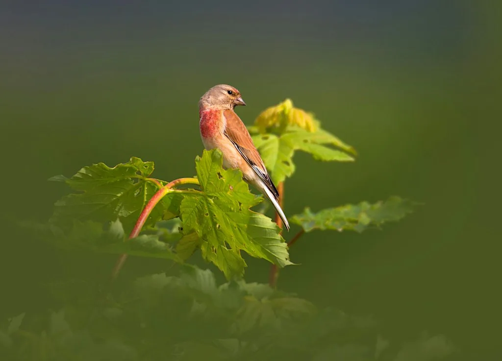 Farmland Bird Training