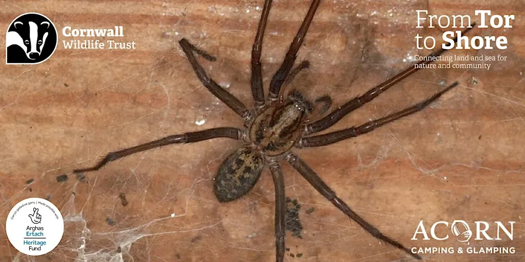 Spooky Spider Safari at Ruthvoes, Near Indian Queens