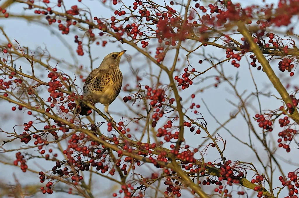 Bird ID Walk: Autumn Migrants