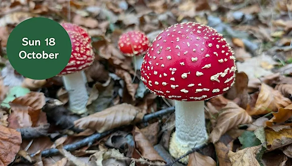 Mushroom Meander at Gosforth Nature Reserve