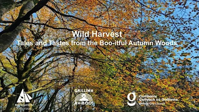 Wild Harvest - Tales and Tastes from the Boo-tifull Autumn Woods at Barna Woods