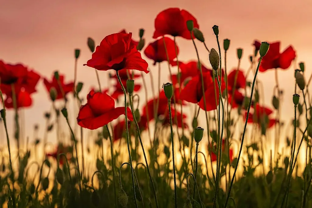 Remembrance Sunday at The Church of Jesus Christ of Latter-day Saints