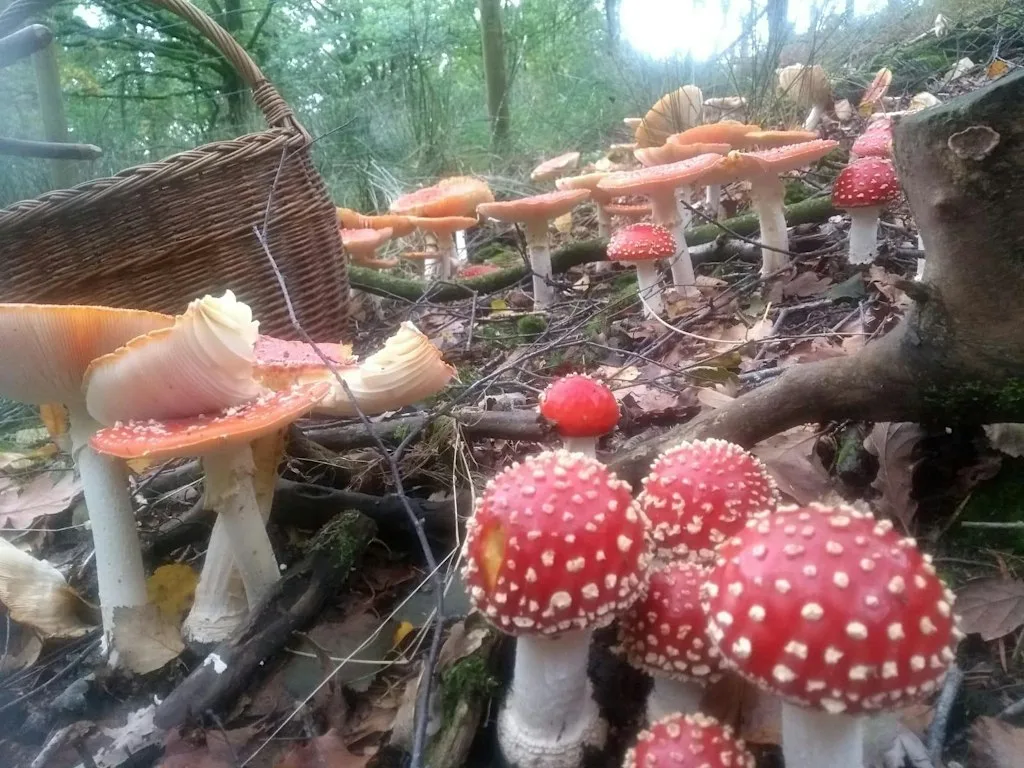 Mushroom forage at Rivington - UK Fungus Day! at The Great House Barn