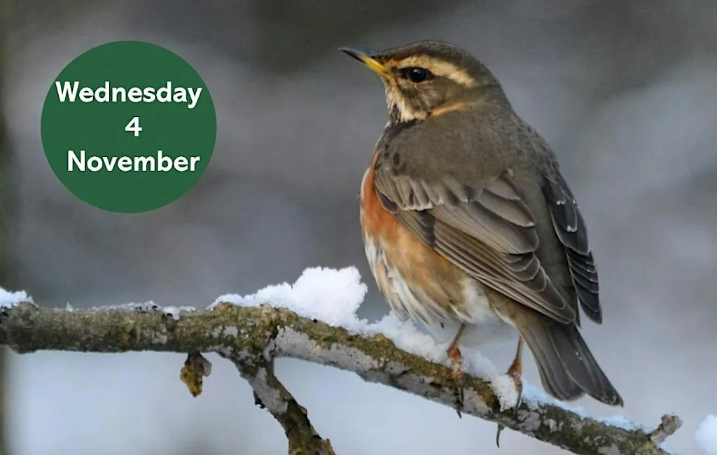 Winter Bird Walk: Gosforth Nature Reserve at Gosforth Nature Reserve