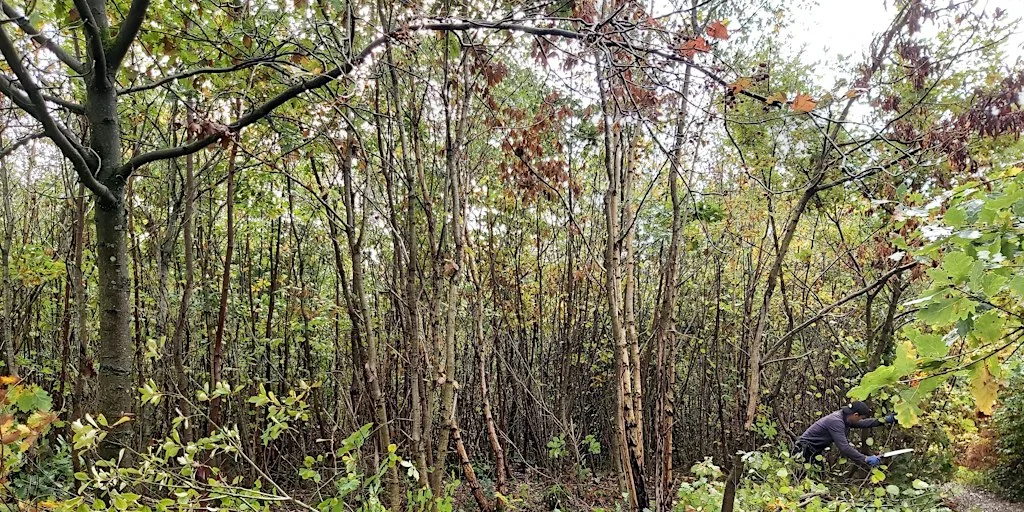Nature Reserve Work Party - Queenswood - Coppicing