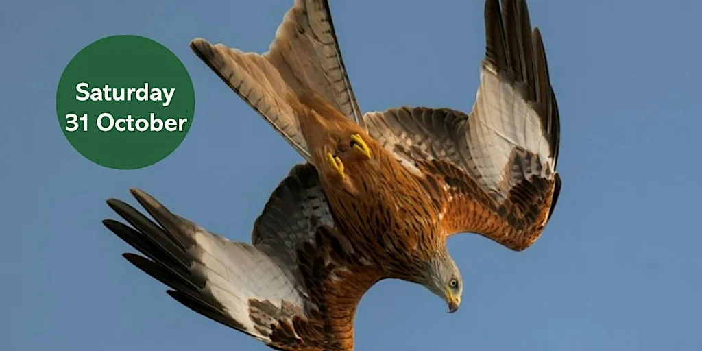 Winter Bird Walk: Thornley Woods at Thornley Woodlands Café