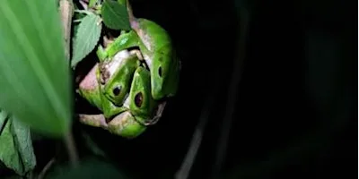 Frogs from Scotland to the Caribbean. Live talk