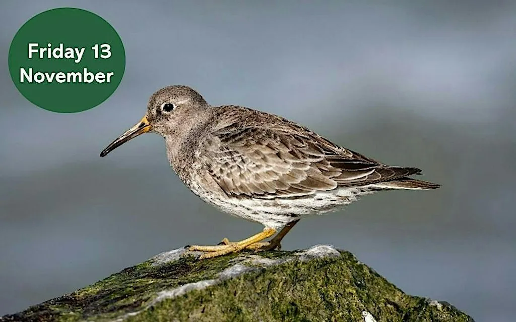 Winter Bird Walk: Search for the Purple Sandpiper at St Mary's Island