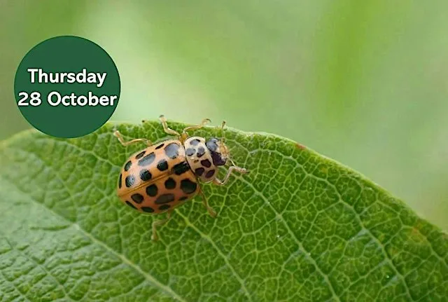 Hunt for the Water Ladybird at Gosforth Nature Reserve
