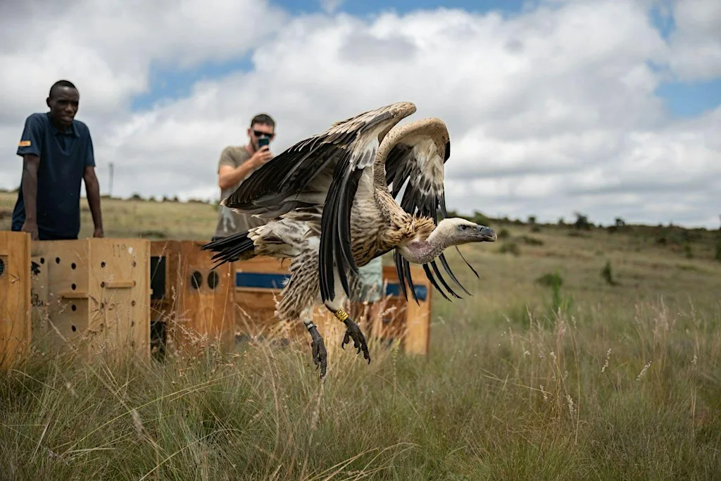 Kerri Wolter: Leading the Fight for Africa’s Vultures with VulPro