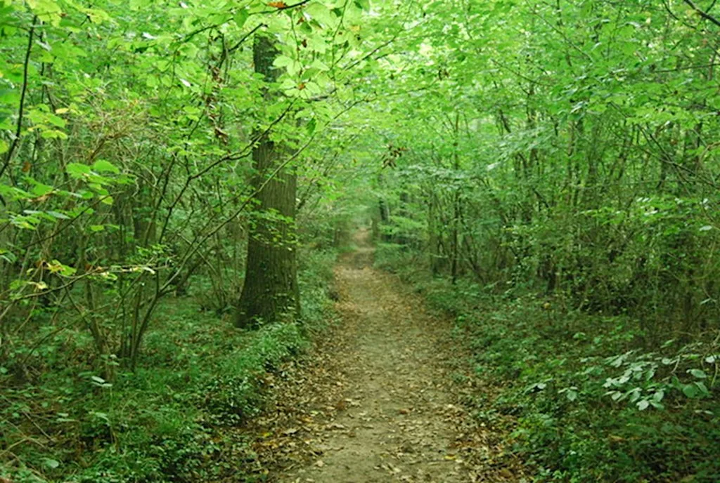 Guided Walk around Larkey Valley Wood, Chartham at Larkey Valley Wood Car Park