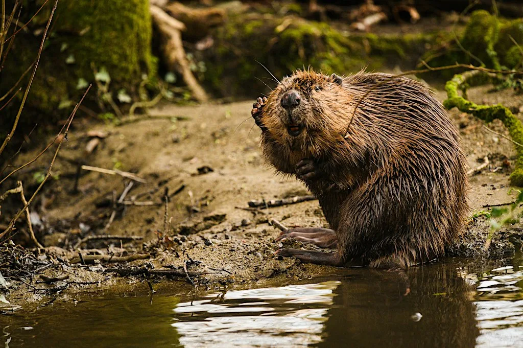 Half Term Beaver Bonanza at Poole Farm
