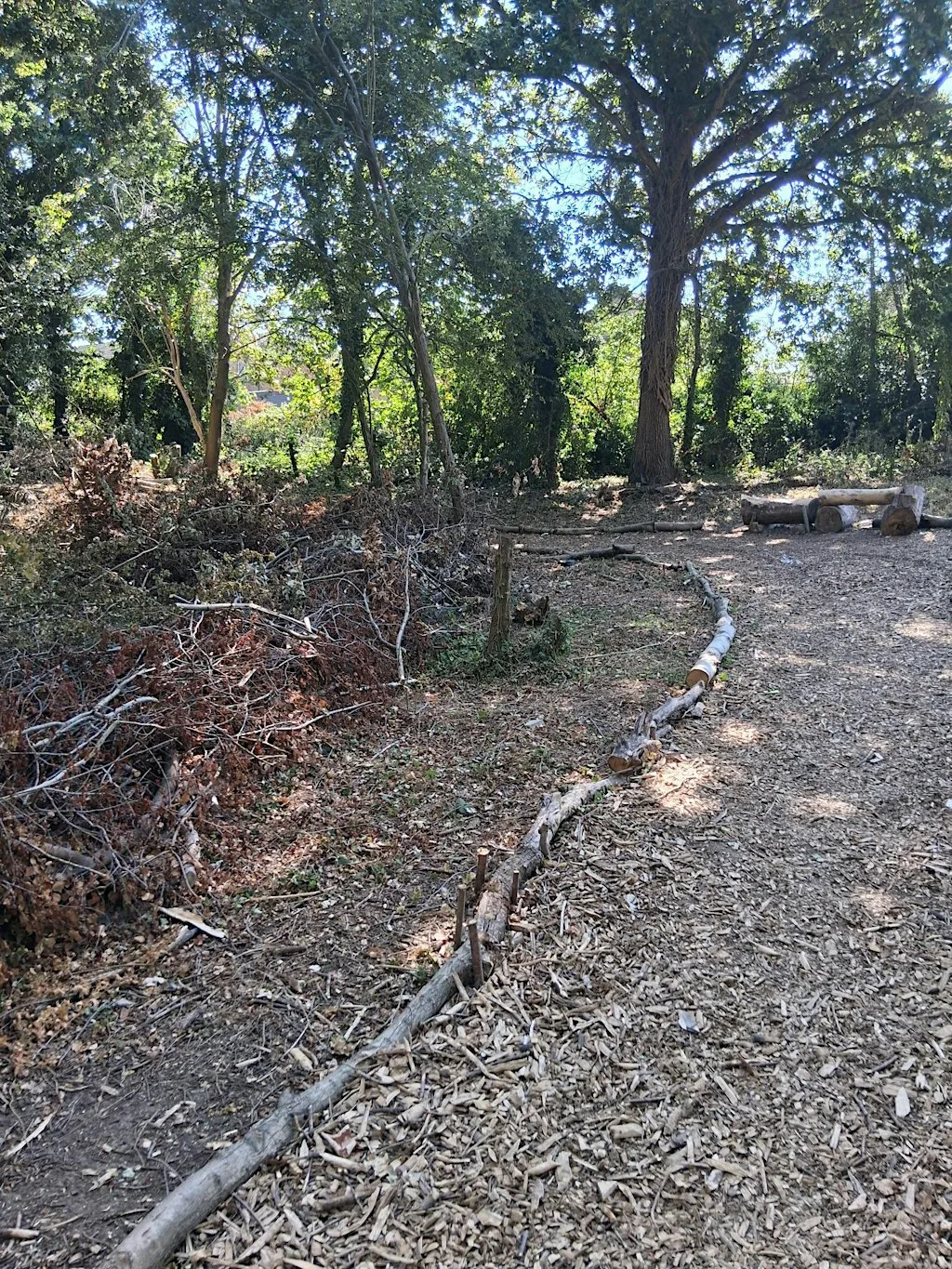 Exploring woodland management at Sturry Pit