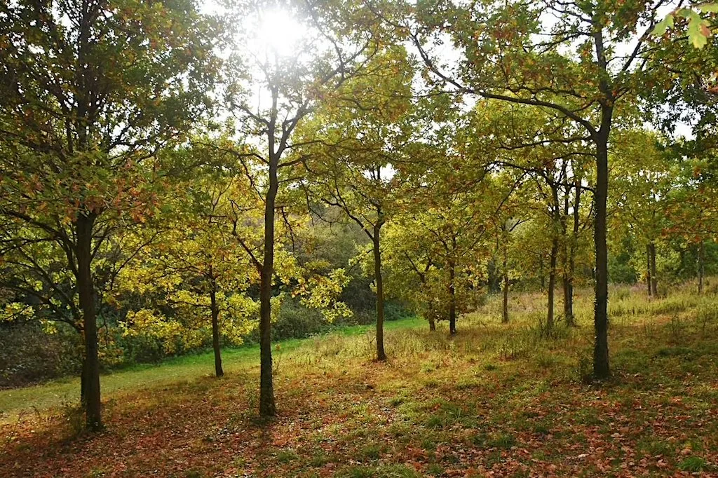 Guided Tree Walk around Gorrell Valley Nature Reserve at Borstal Avenue